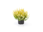 Extra Large Heather plant with yellow and white flowers in a black pot