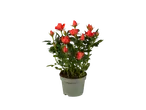 Een pot met rode rozen.