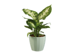 Dieffenbachia variegata em vaso verde claro.