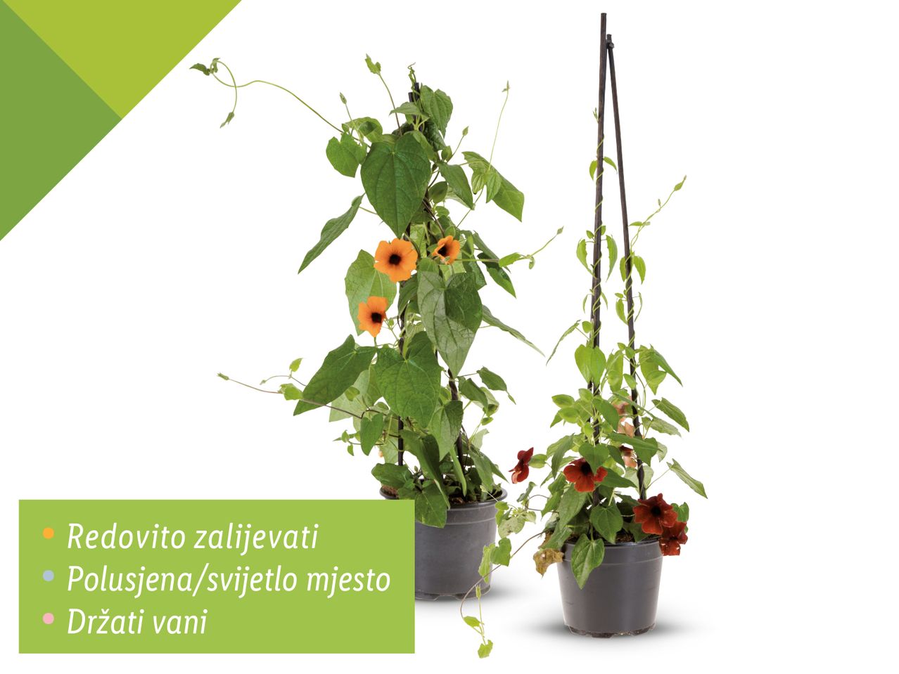 Dvije cvjetajuće penjačice u tegli.