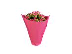 Flores de Kalanchoe rosas em um embrulho rosa.
