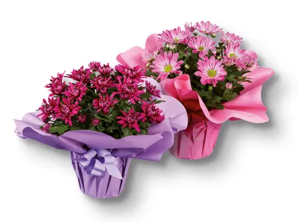 Chrysanthemen in Geschenkverpackung