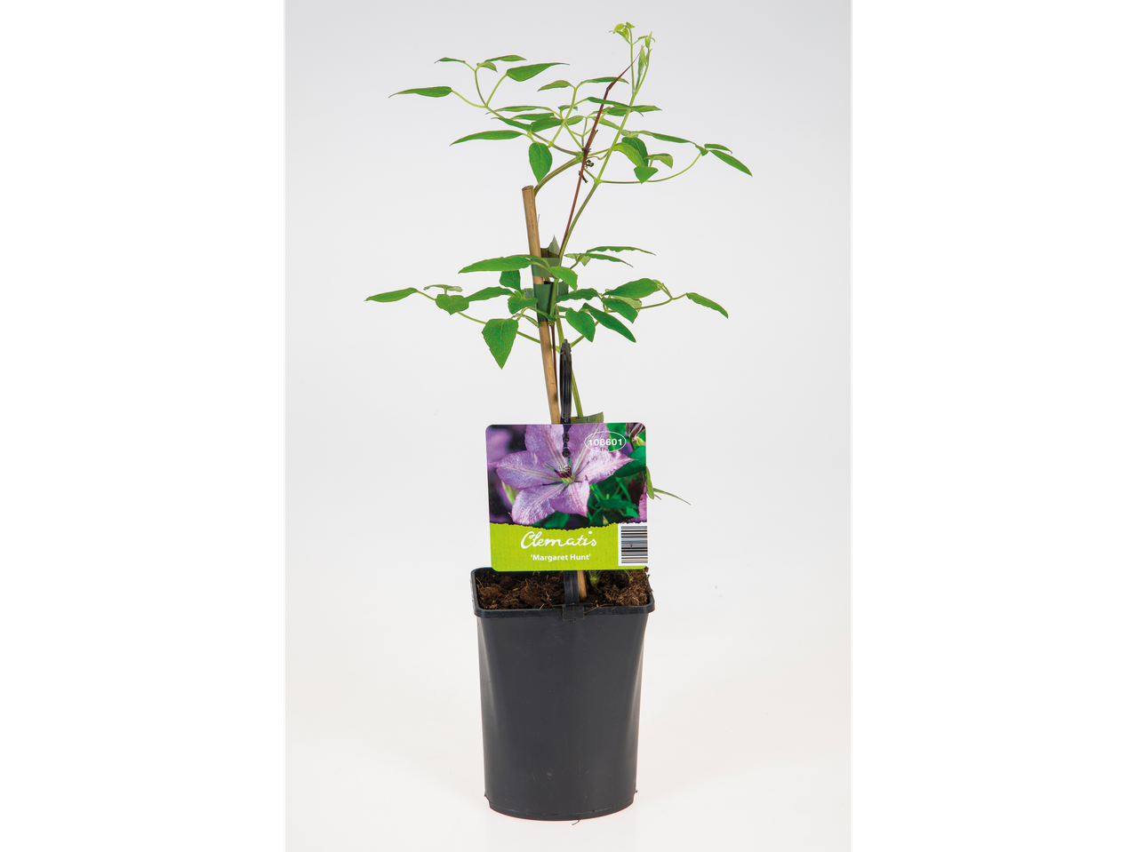 Clematis 'Margaret Hunt' em vaso.