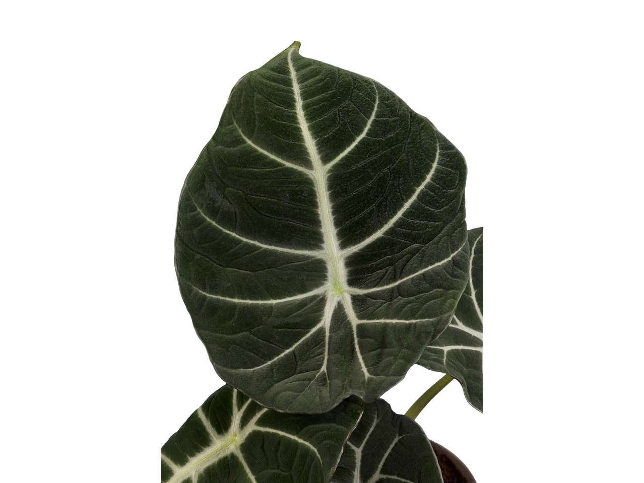 Grandes folhas verde-escuras com nervuras brancas de uma planta Alocasia.