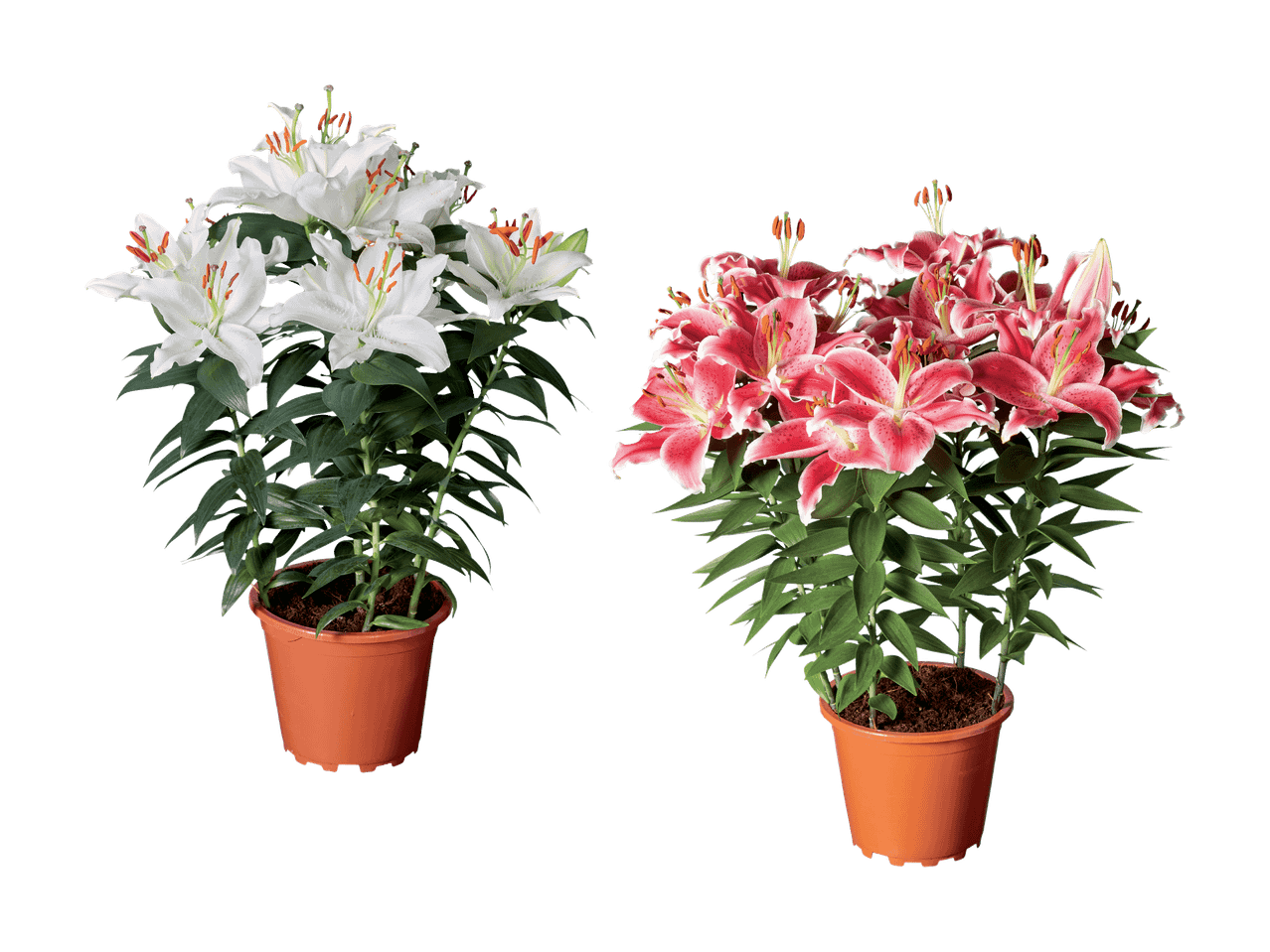 Deux pots de lys, l'un avec des fleurs blanches et l'autre avec des fleurs roses.