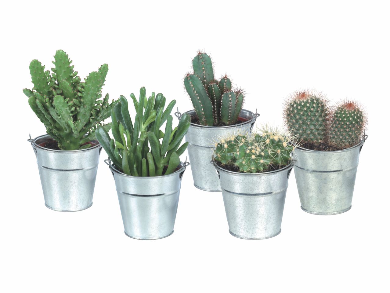 Five different types of cacti and succulents in galvanized metal buckets.