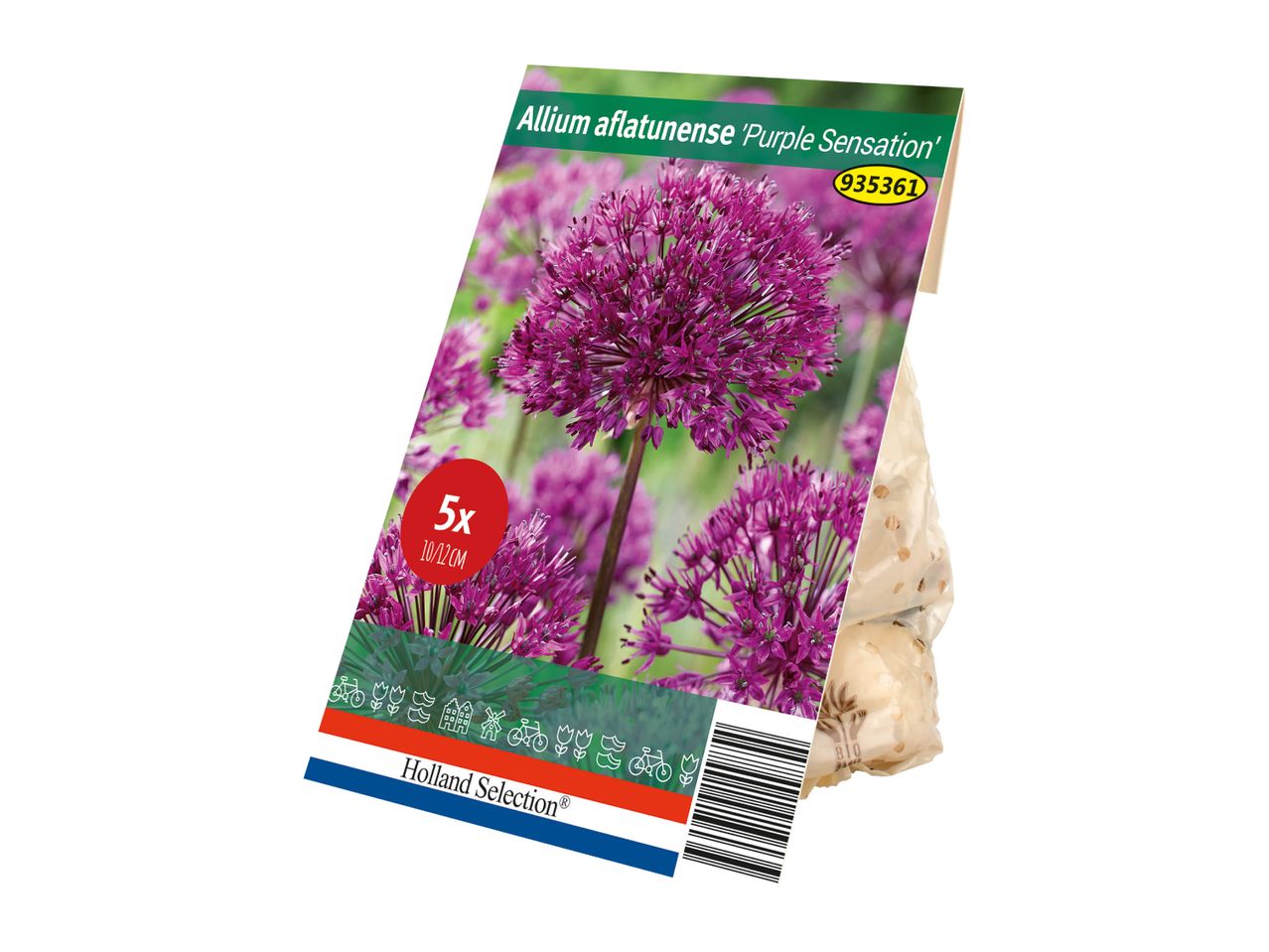 Pack of five purple Allium aflatunense flower bulbs