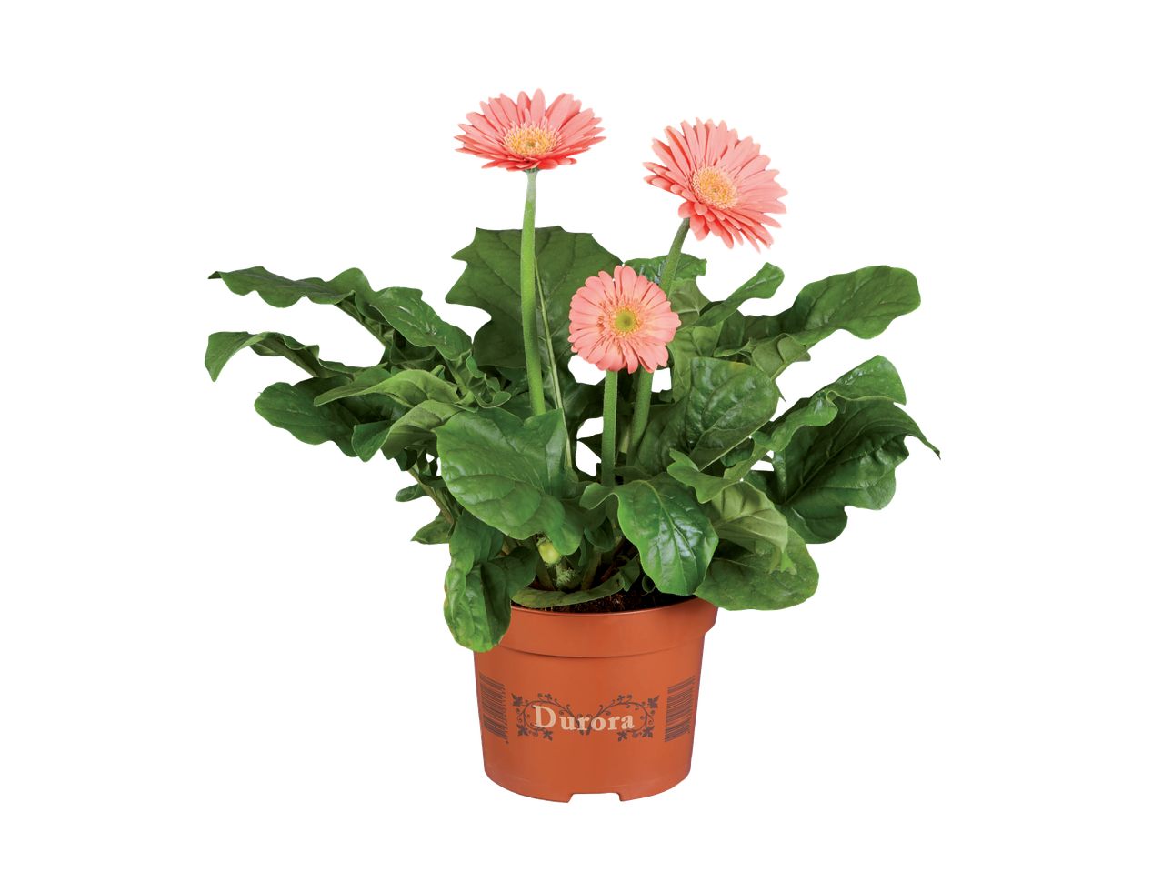 Potted Gerbera plant with three pink flowers and green leaves, labeled 'Durora'