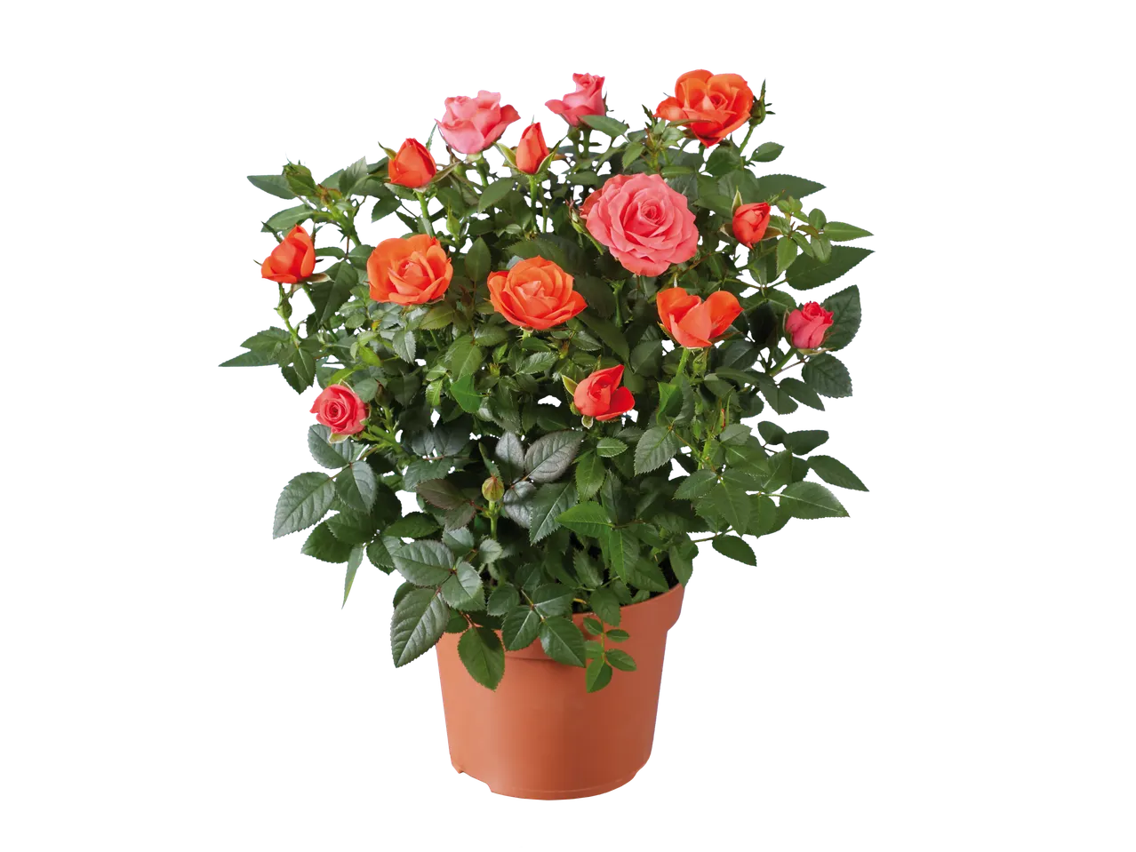 Mini Rose plant with vibrant orange and pink blooms in a brown pot