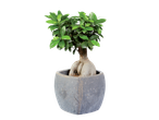 Ficus bonsai plant with a thick trunk and green leaves in a gray ceramic pot.