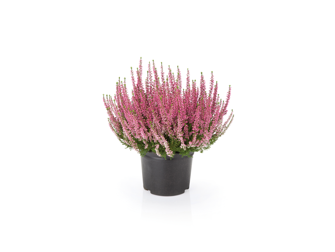 Extra large heather plant with pink flowers in a black pot