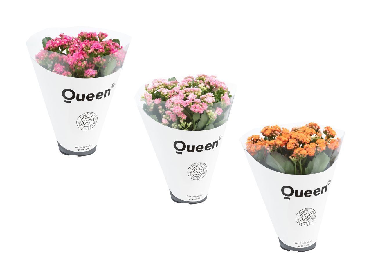 Tre Kalanchoe Queen planter i forskellige farver.
