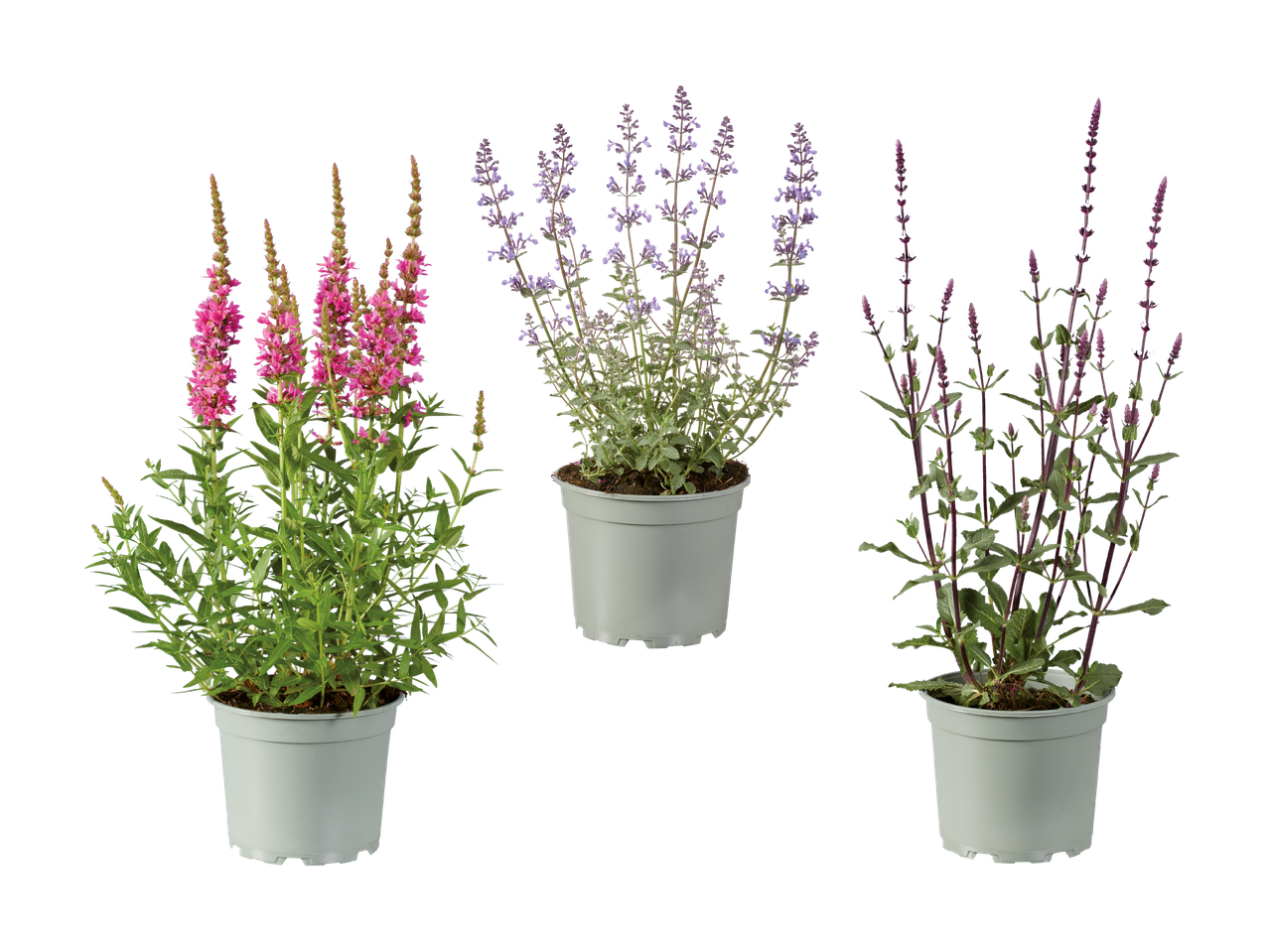 Drei Topfpflanzen mit rosa, lila und violetten Blüten auf schwarzem Hintergrund.