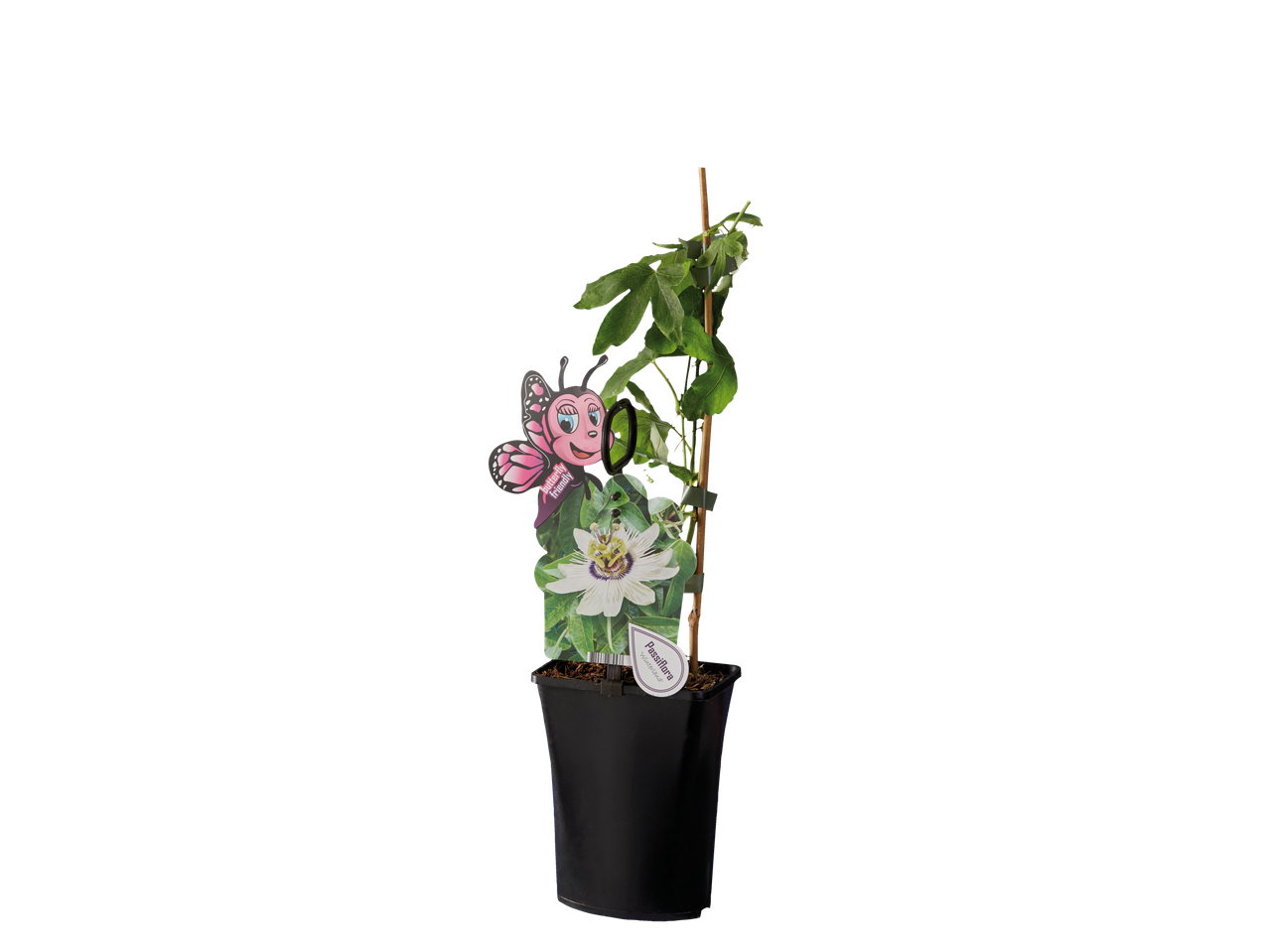 Passiebloem