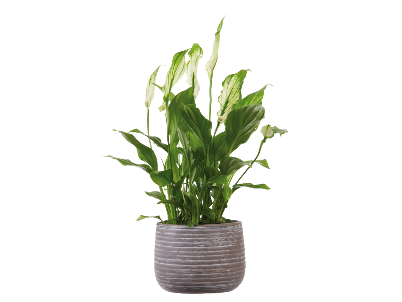 Uma planta lírio-da-paz em um vaso cinza.
