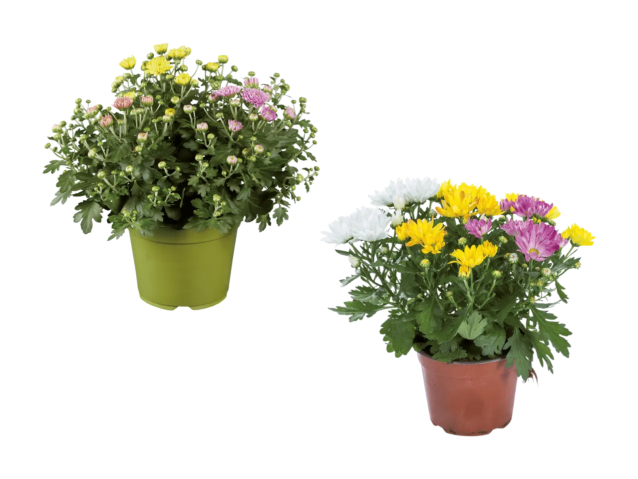 Zwei Topf-Chrysanthemenpflanzen, eine mit gelben und rosa Blüten, die andere mit gemischten Blüten.