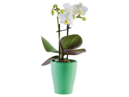 Mini orchidea kerámiában*