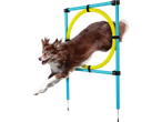 En hund hoppar genom en agility-ring.