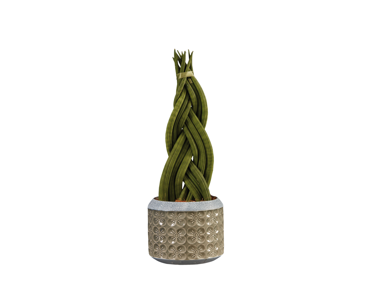 Sansevieria Mix Cermica | Lidl