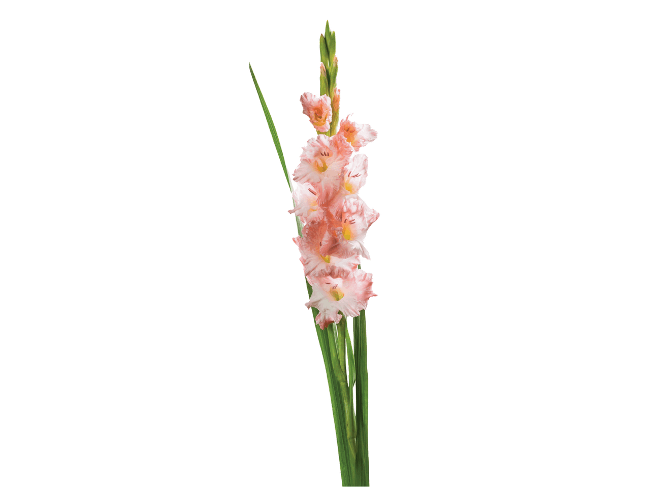 Vienas rožinis gladiolas su žaliais stiebais juodame fone.