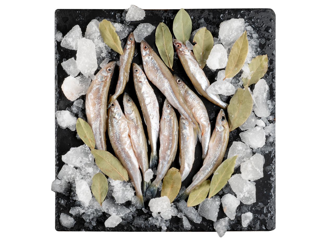 „FishNet“ stintos ant ledo su lauro lapais ant tamsios skalūno lentos.