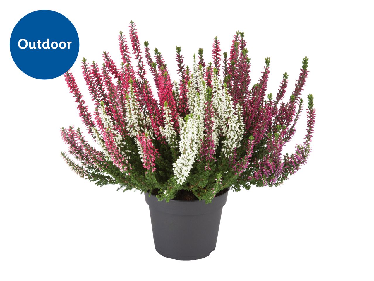 Tri-colour Heather plant in a 12cm pot - Height: 27-33cm