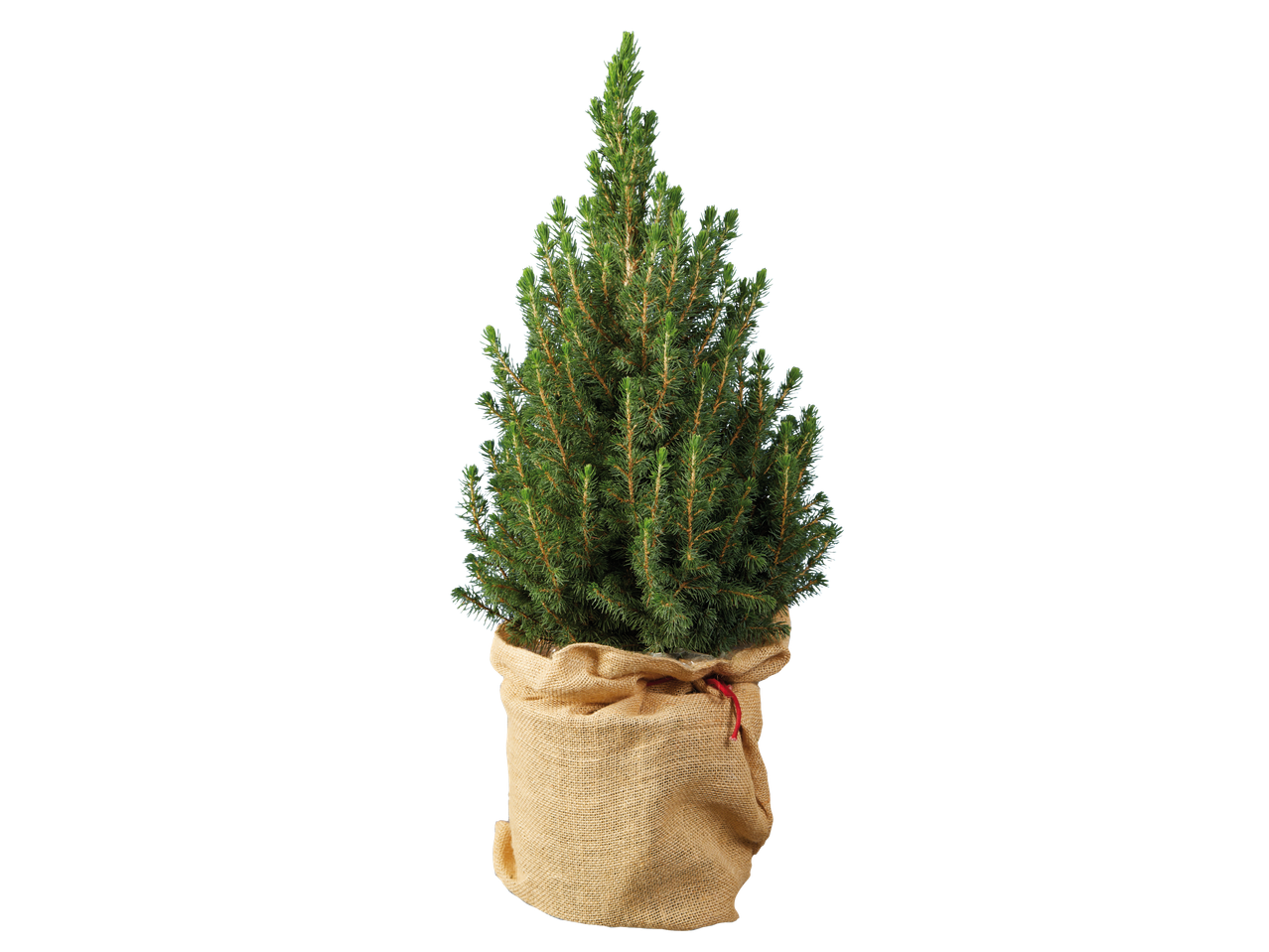 Potted Christmas tree in a burlap sack