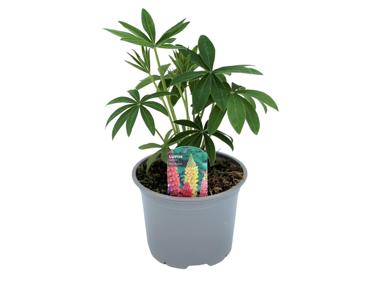Potted lupin plant with a label showing mixed perennial lupin flowers.