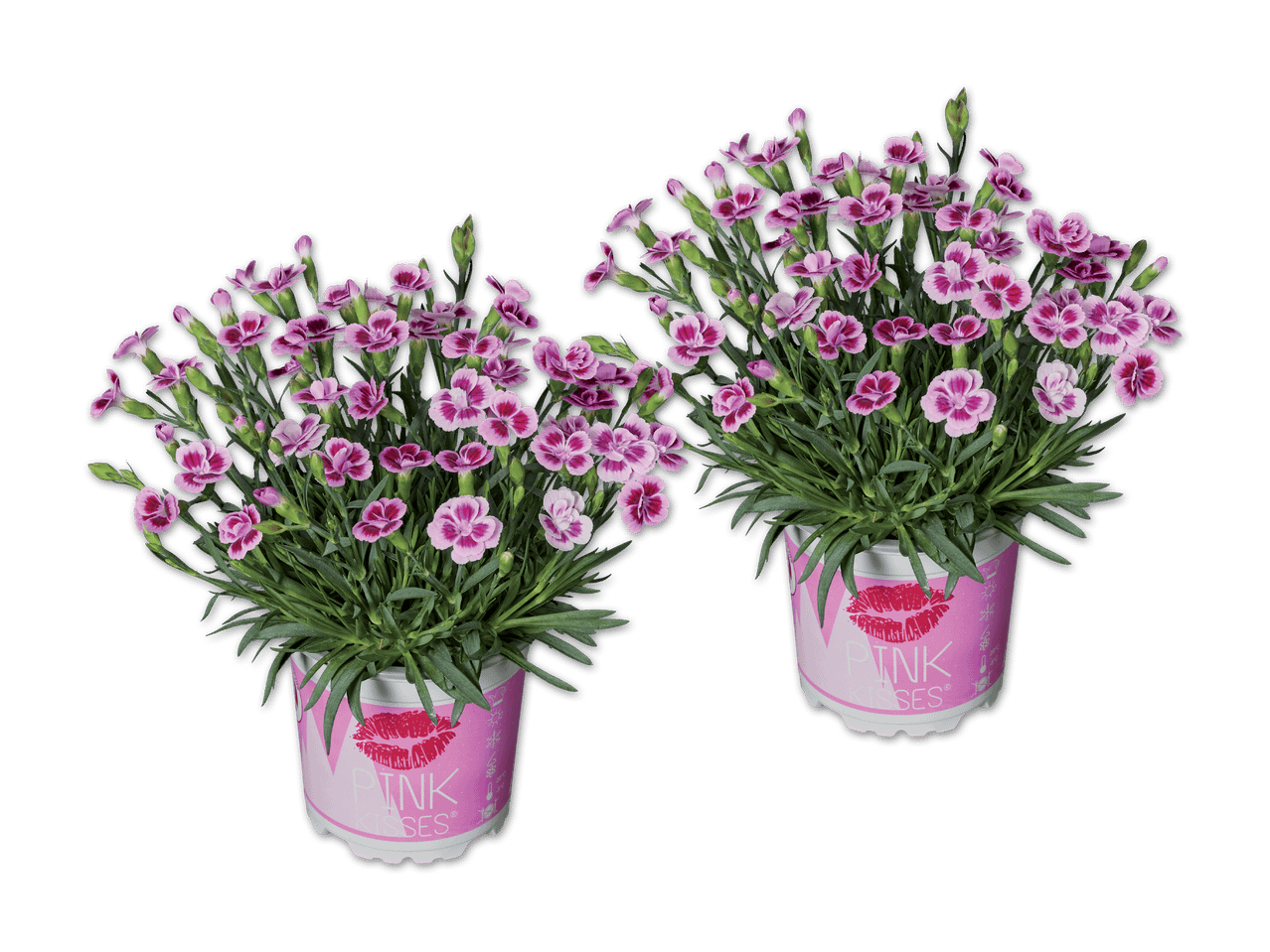 Zwei pinkfarbene Topfpflanzen mit Nelken in Kiss-Motiv-Töpfen.