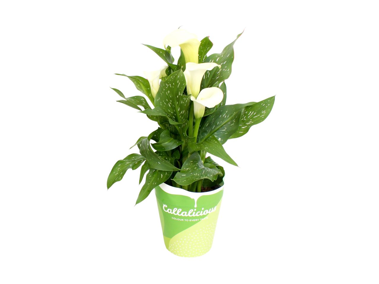 A potted Calla Lily plant in a green and yellow pot.