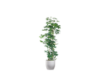 Planta Schefflera arboricola em vaso branco.