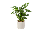 Monstera adansonii plant in een witte pot.