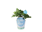Plant in pot with "Bloom your room" label.