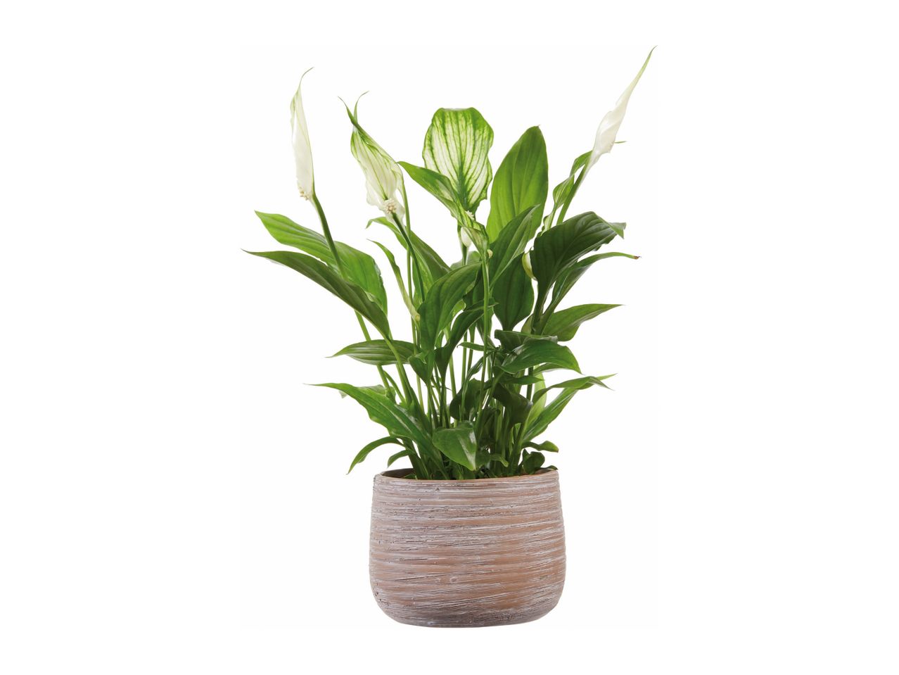 Peace lily plant with white flowers in a textured brown pot