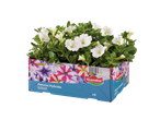 Grandiiol hybride petunia's (wit) x6.