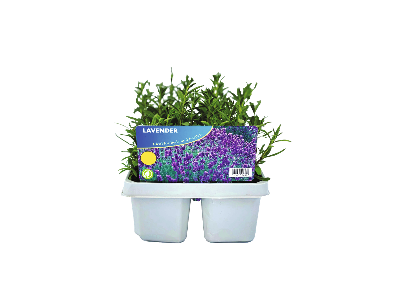Two lavender plants in a white pot with a product label.