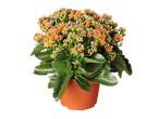 Plante en pot de Kalanchoe avec des fleurs orange et des bourgeons roses.