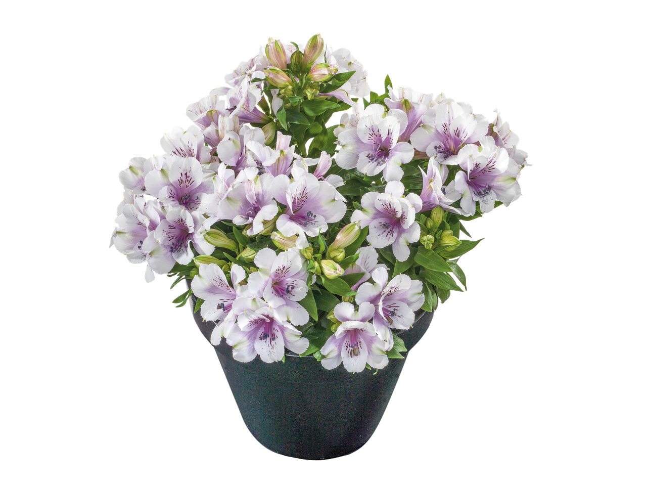 Pot de fleurs d'alstroemeria blanc et violet sur fond noir.