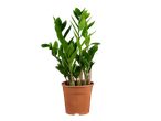 Planta Zamioculcas zamiifolia em vaso marrom.