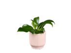Planta verde em vaso rosa claro sobre fundo preto.