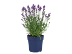 Lavendelplant in pot.