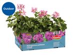 Pink trailing geraniums in a blue and purple box labeled 'Outdoor' with product information.
