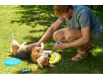 Bărbat jucându-se cu un câine beagle și jucării pentru animale de companie pe iarbă.