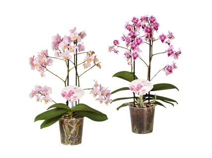 Phalaenopsis Multiflora