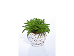 Uma planta verde em um vaso branco