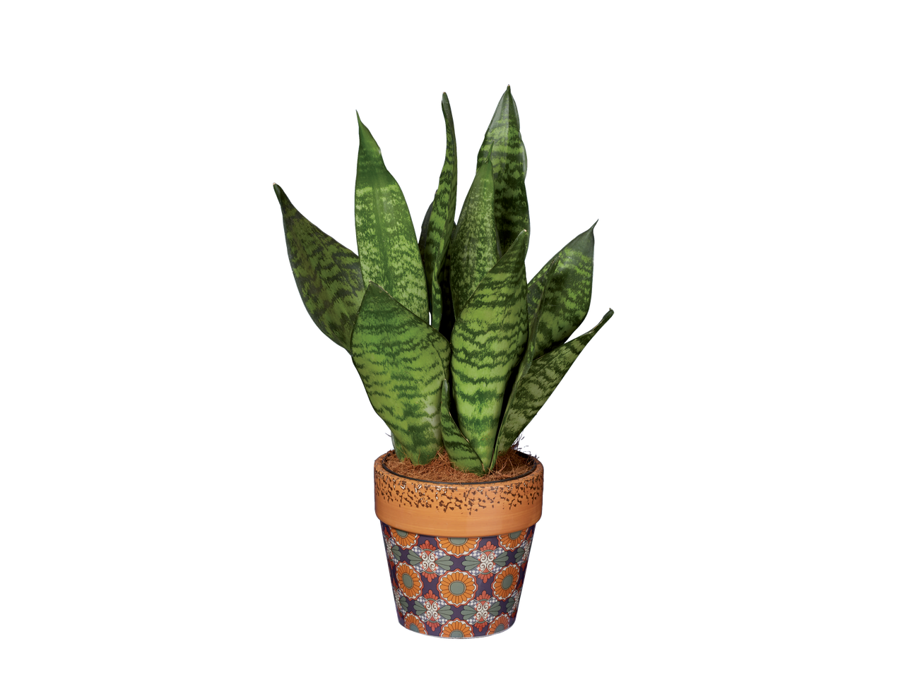 Talavera Houseplant in a decorative pot with green snake plant leaves
