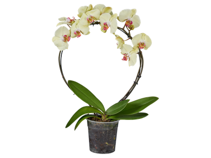 Különböző formájú pillangó orchidea*
