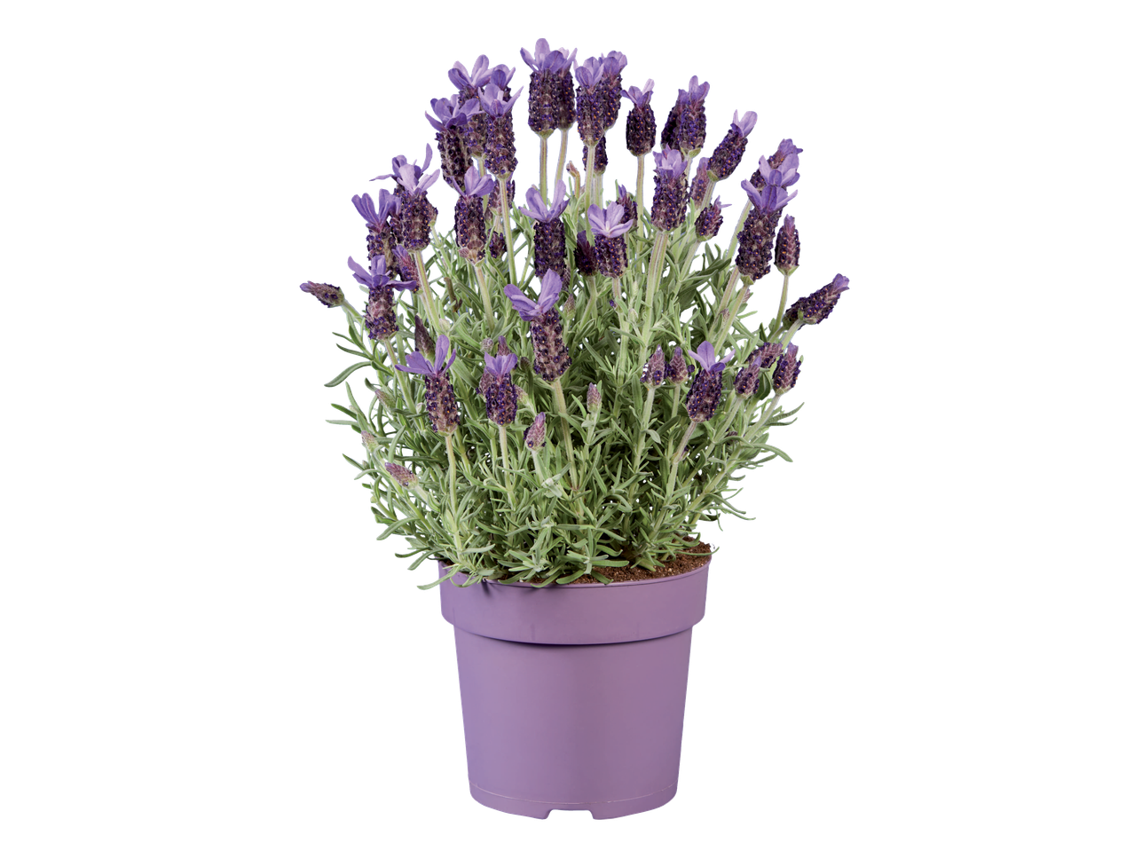 Potted lavender plant with vibrant purple flowers and green foliage against a black background.