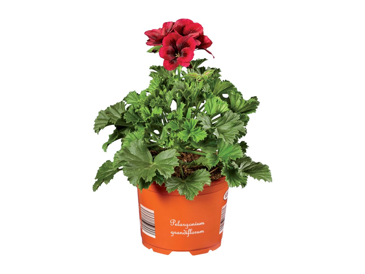 Go to full screen view: Geranium Grandiflorum - Image 2