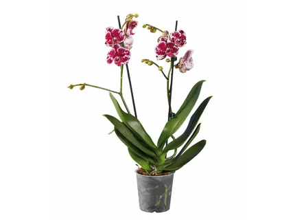 Pillangóorchidea*